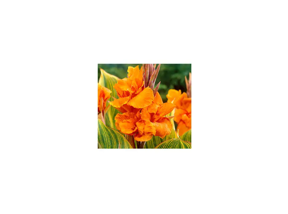 Van Zyverden 84524 Orange Giant Cannas Striata Instructions Van Zyverden 84524 Orange Giant Cannas Striata Instructions
