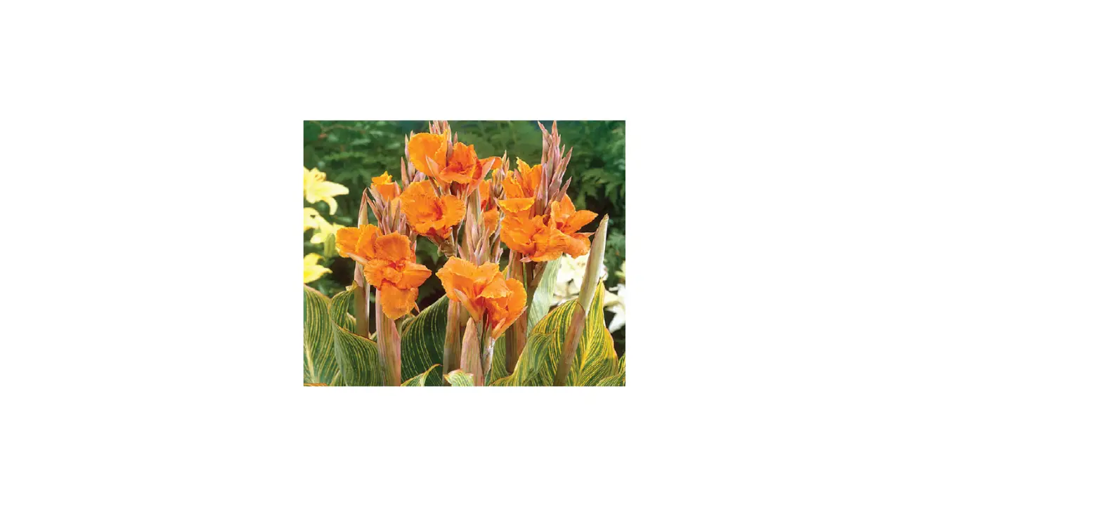 Van Zyverden 84526 Orange Giant Cannas Bengal Tiger Instructions Van Zyverden 84526 Orange Giant Cannas Bengal Tiger Instructions