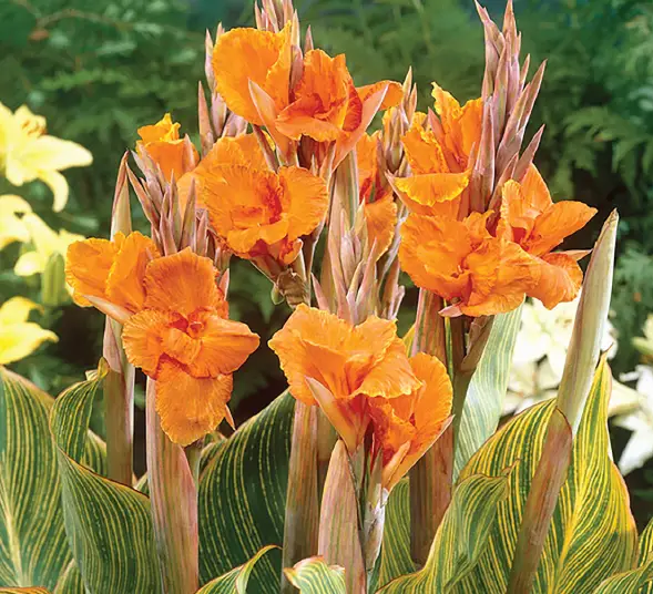 VAN-ZYVERDEN-84526-Orange-Giant-Cannas-Bengal-Tiger-PRODUCT