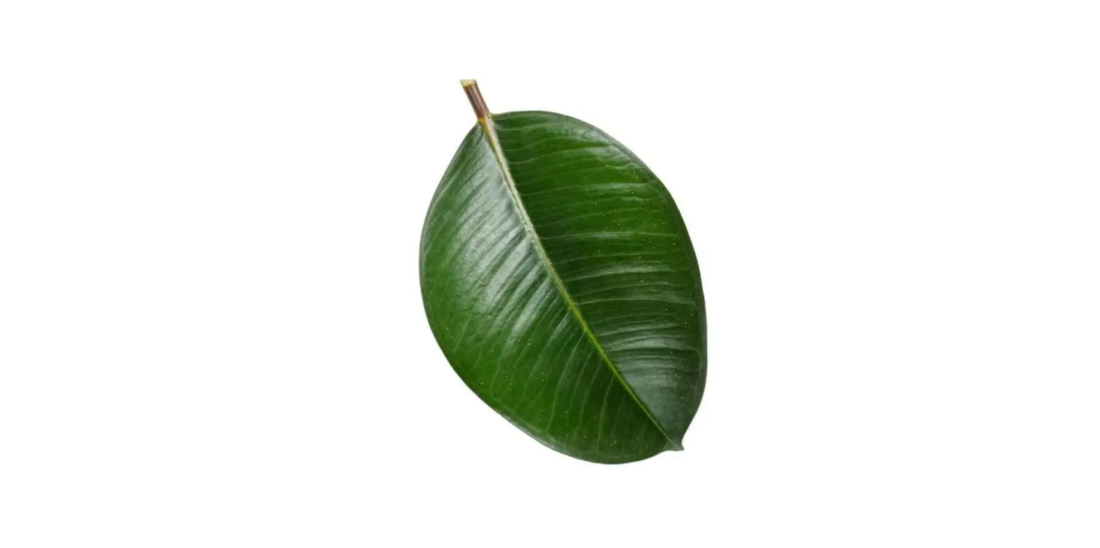 Proven Winners Ficprl0125107 7 Inch Leafjoy Chroma Ficus Abidjan User Guide