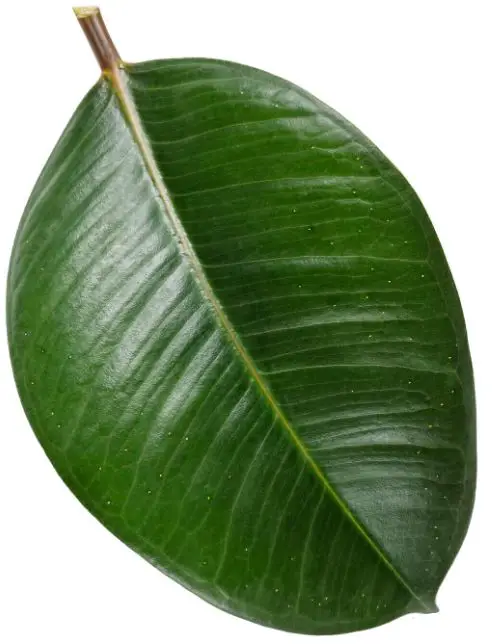 PROVEN-WINNERS-FICPRL0125107-7-Inch-Leafjoy-Chroma-Ficus-Abidjan-PRODUCT