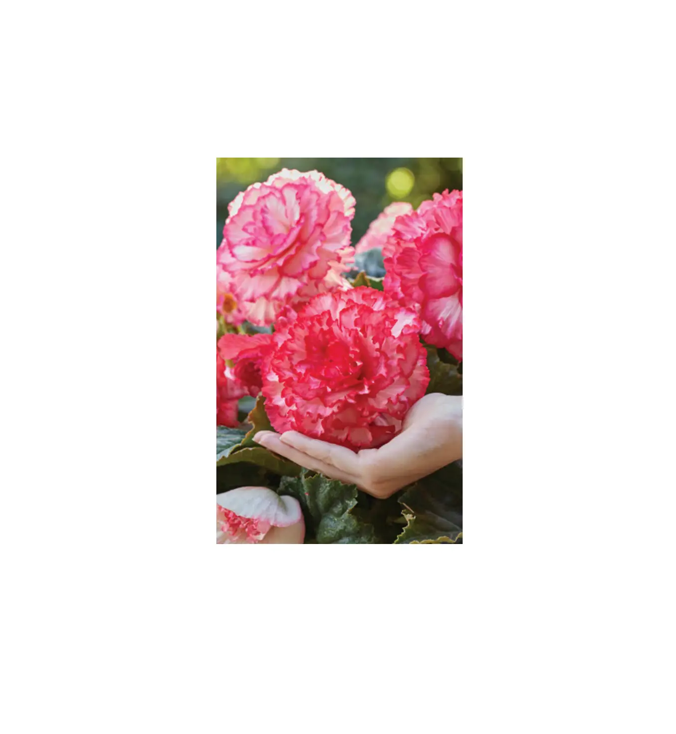 Barbara King Amerihybrid Picotee Begonias Plant User Guide Barbara King Amerihybrid Picotee Begonias Plant User Guide