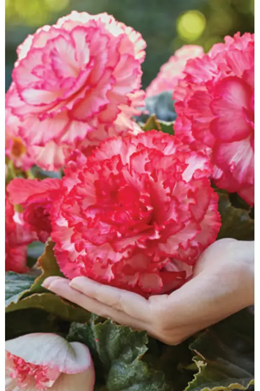 Barbara King Amerihybrid Picotee Begonias Plant 