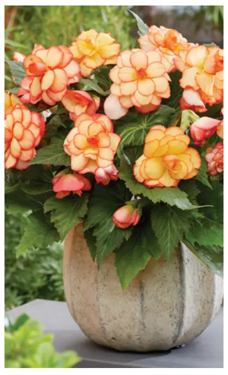 Amerihybrid Picotee Begonias