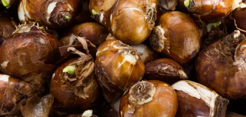 Cloudinary-How-To-Plant-A-Bulb-PRODUCT-image