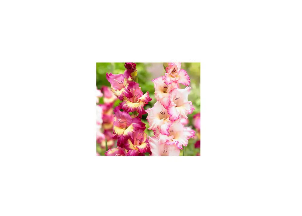 Van 84521 Multicolor Gladiolus Priscilla Blend Instructions