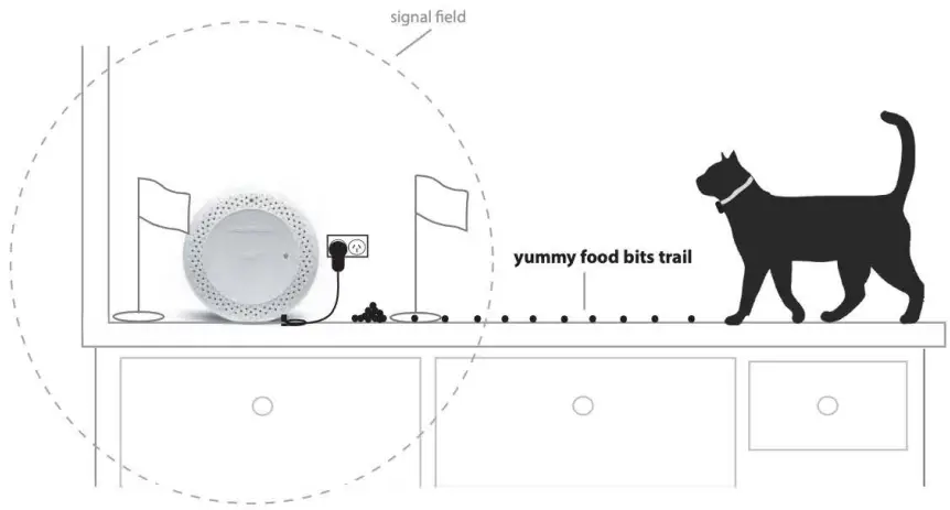 Cat Training Protocol