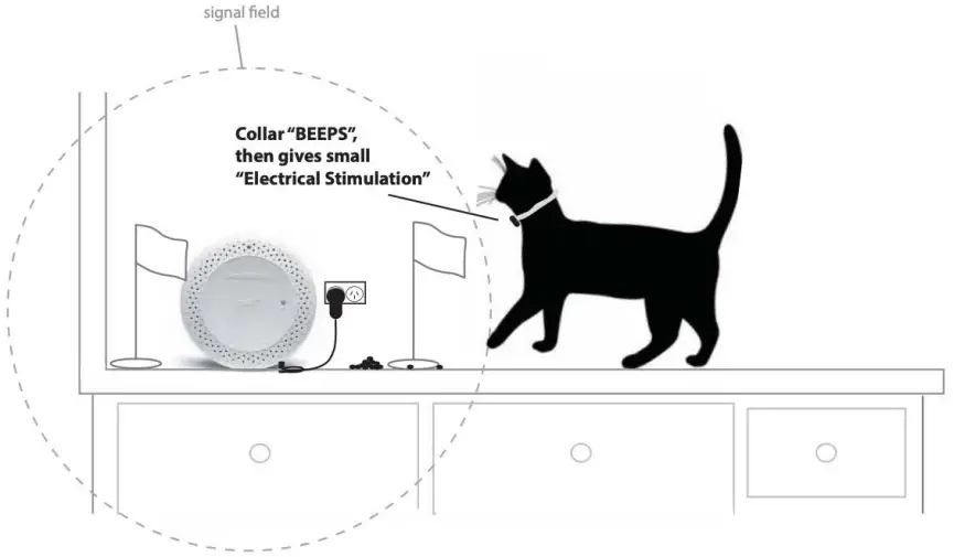 Cat Training Protocol
