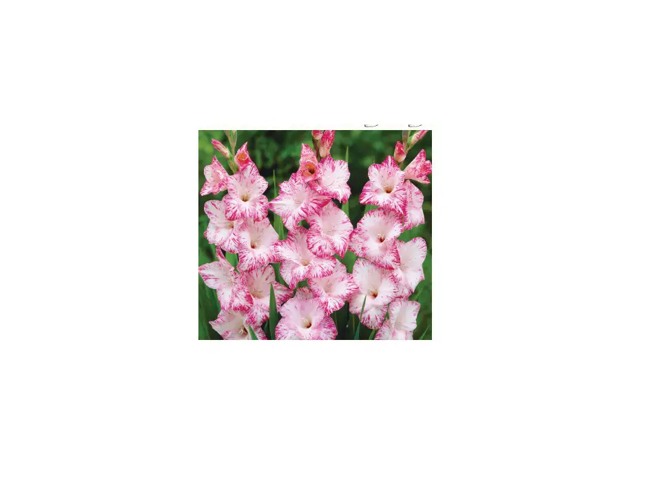 Van Zyverden 84516 Gladiolus Large Flowering My Love Instructions Van Zyverden 84516 Gladiolus Large Flowering My Love Instructions