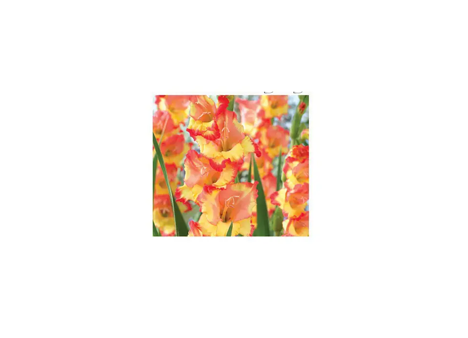 Van Zyverden 84512 Multicolor Gladiolus Large Flowering Princess Margaret Rose Instructions Van Zyverden 84512 Multicolor Gladiolus Large Flowering Princess Margaret Rose Instructions