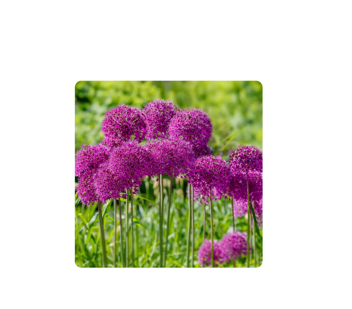 Gsb Ecf Series Allium Purple Sensation User Guide