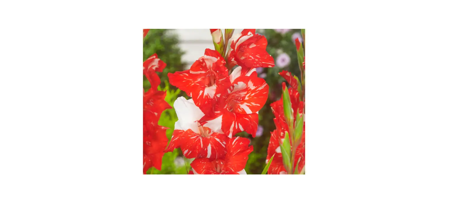 Van Zyverden 84509 Multicolor Gladiolus Large Flowering Zizanie Instructions Van Zyverden 84509 Multicolor Gladiolus Large Flowering Zizanie Instructions