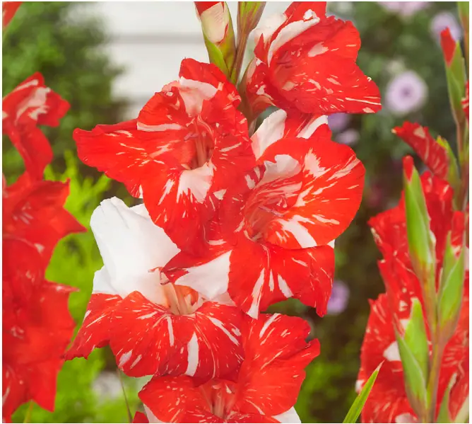 VAN-ZYVERDEN-84509-Multicolor-Gladiolus-Large-Flowering-Zizanie-PRODUCT