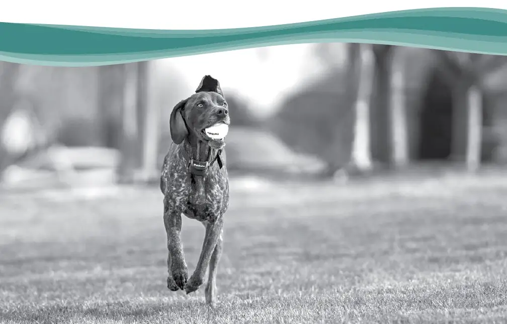 PetSafe PPA11 10709 SmartDoor Connected Pet Door-