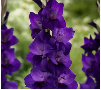 VAN-ZYVERDEN-84511-Multicolor-Gladiolus-Large-Flowering-Purple-Flora-PRO