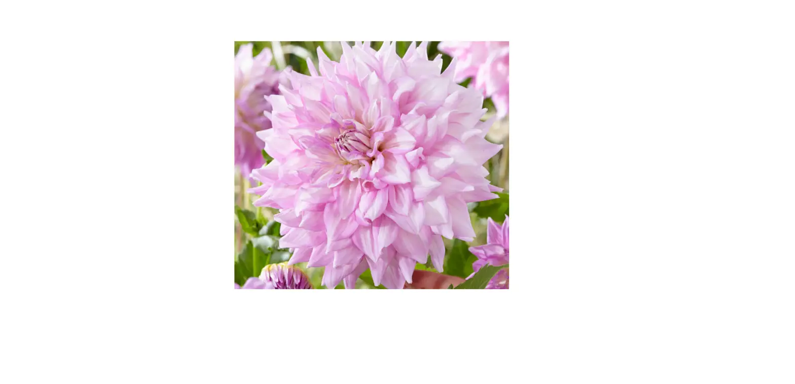 Van Zyverden 84505 Dahlia Almand’s Joy Instructions