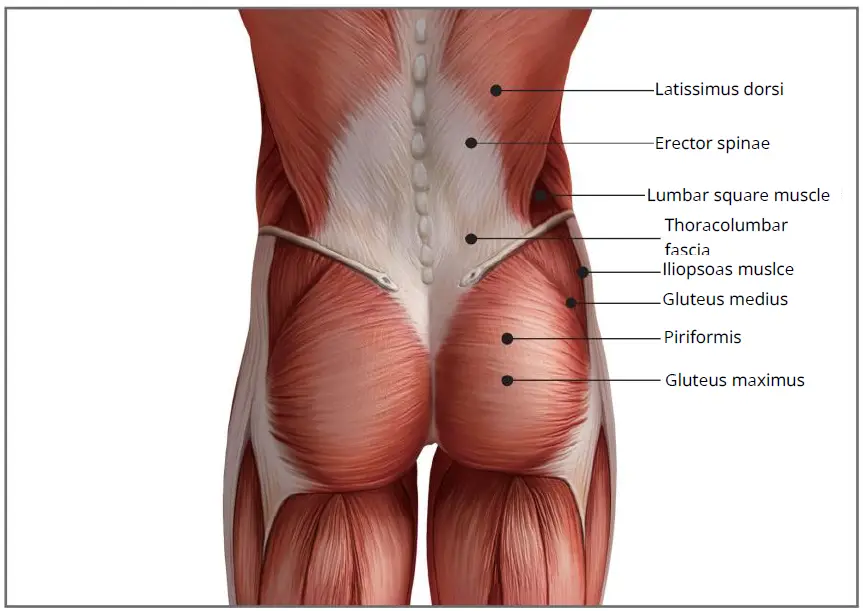 muje-M6-Professional-Massage-Gun-Deep-FIG-10