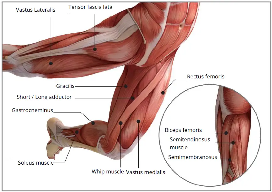 muje-M6-Professional-Massage-Gun-Deep-FIG-11
