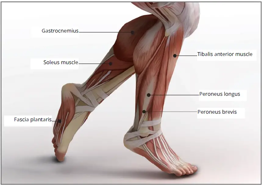 muje-M6-Professional-Massage-Gun-Deep-FIG-12