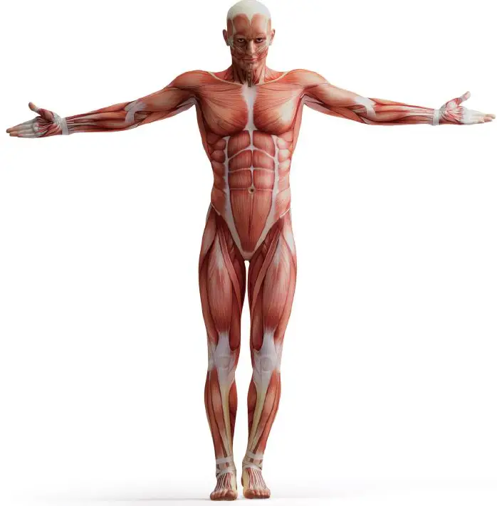 muje-M6-Professional-Massage-Gun-Deep-FIG-5