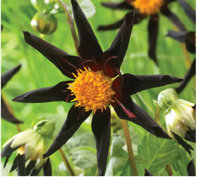 VAN ZYVERDEN-84504-Purple-Dahlias-Verrone's-Obsidian-PRODUCT