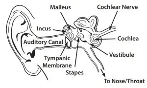 Physiology of the Ear and Hearing