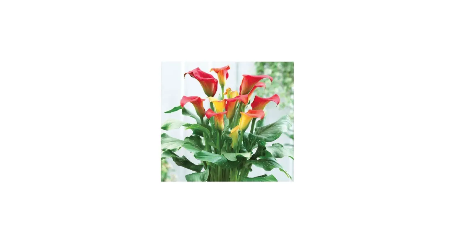 Van Zyverden 84501 Multicolor Callas Captain Fuego Instructions