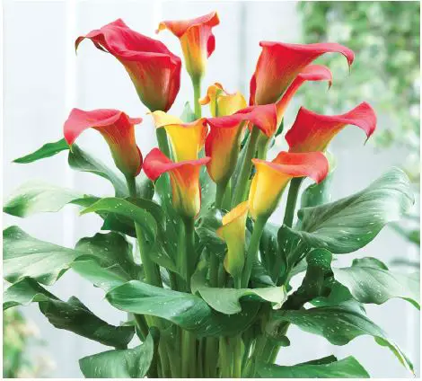 VAN-ZYVERDEN-84501-Multicolor-Callas-Captain-Fuego-product