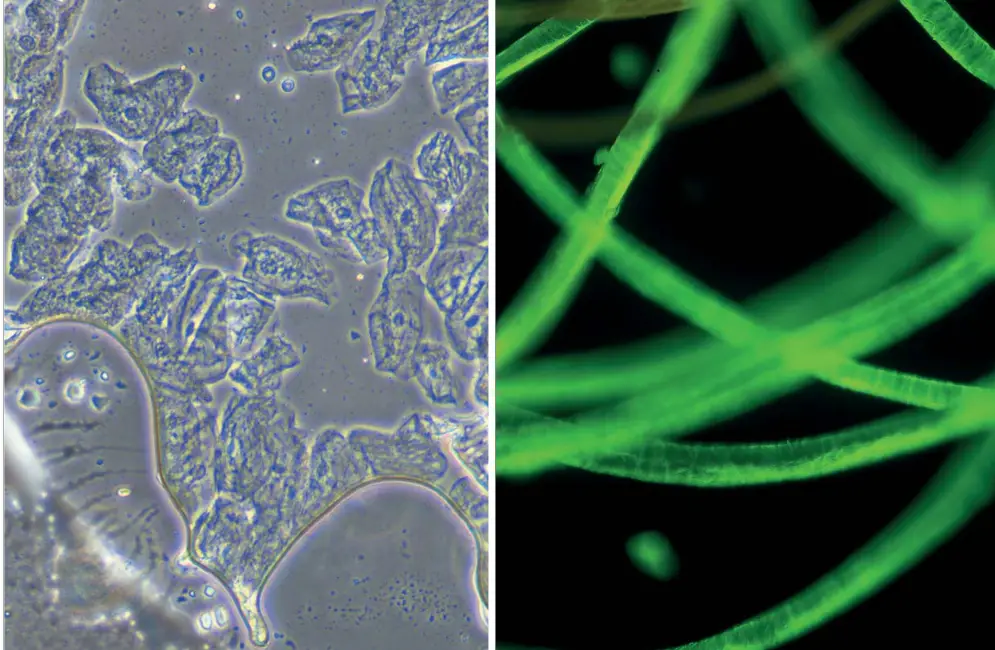 OPTIKA IM 3 IM 3 Series Routine Lab Inverted Microscopes - INNOVATION