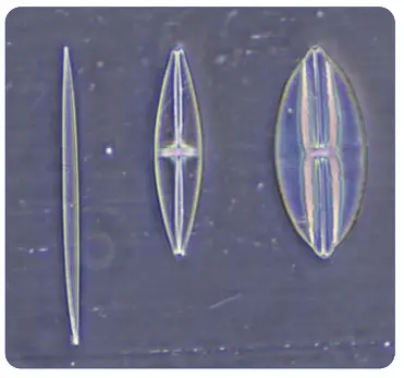 OPTIKA IM 3 IM 3 Series Routine Lab Inverted Microscopes - Phase
