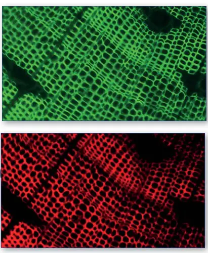 OPTIKA IM 3 IM 3 Series Routine Lab Inverted Microscopes - filtersets1