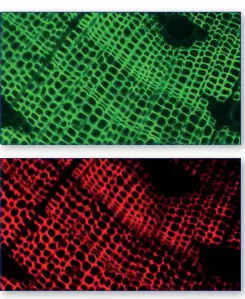 OPTIKA IM 3 IM 3 Series Routine Lab Inverted Microscopes - filtersets4