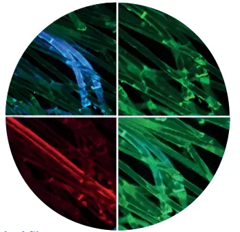 OPTIKA IM 3 IM 3 Series Routine Lab Inverted Microscopes - identif 2