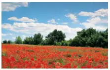 VIESSMANN Vitorond 100 Oil Fired Boiler Fig