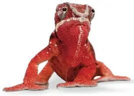 ELATEC TWN4 MultiTech 3 M BLE RFID Reader Module - Symbol 1