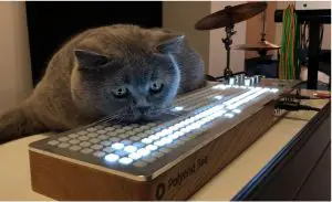 a cat sitting on a table