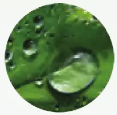 KINDRA The Daily Vaginal Lotion and Aurora Applicator GLYCERIN