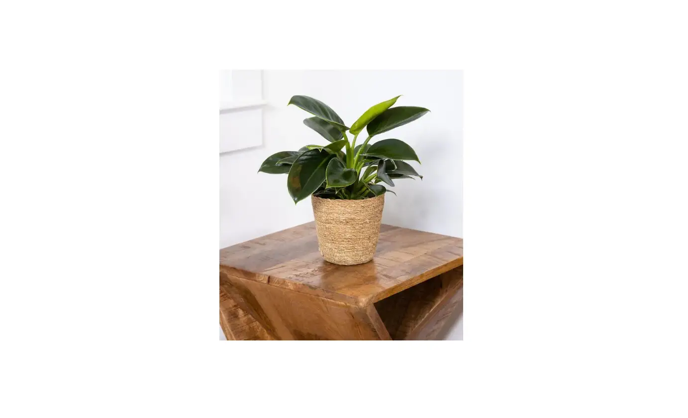 Proven Winners Phdprl0035107 7 Inch Prismacolor Imperial Green Hybrid Live Plants User Manual