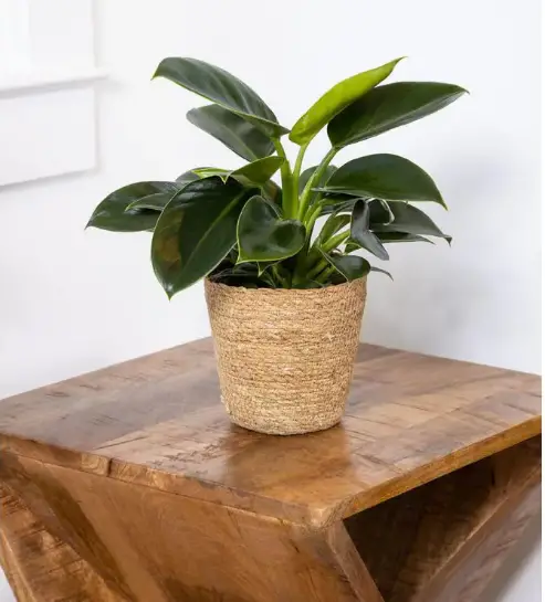 PROVEN-WINNERS-PHDPRL0035107-7-Inch-Prismacolor-Imperial-Green-Hybrid-Live-Plants-PRODUCT