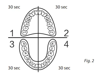 Divide teeth in sections