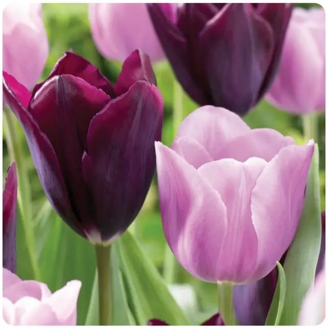 Miracle-Gro ECF-18-250 Purple and Pink Mixed Tulip Bulbs