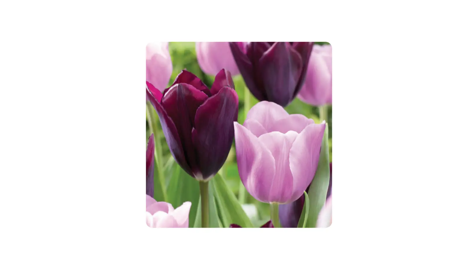 Miracle-gro Ecf-18-250 Purple And Pink Mixed Tulip Bulbs Instruction Manual Miracle-gro Ecf-18-250 Purple And Pink Mixed Tulip Bulbs Instruction Manual