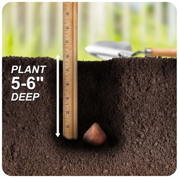 Bulb Planting Instructions
