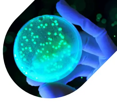 Yoda Bactiscan - Figure 9