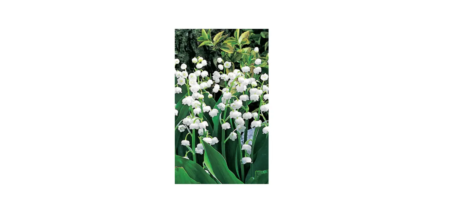 Barbara King Lily Valley Convallaria Plant User Guide Barbara King Lily Valley Convallaria Plant User Guide