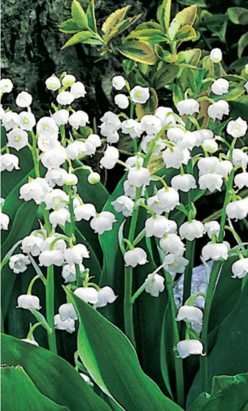 Barbara-King-Lily-Valley-Convallaria-Plant-PRODUCT
