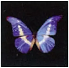 Display Theme Interface