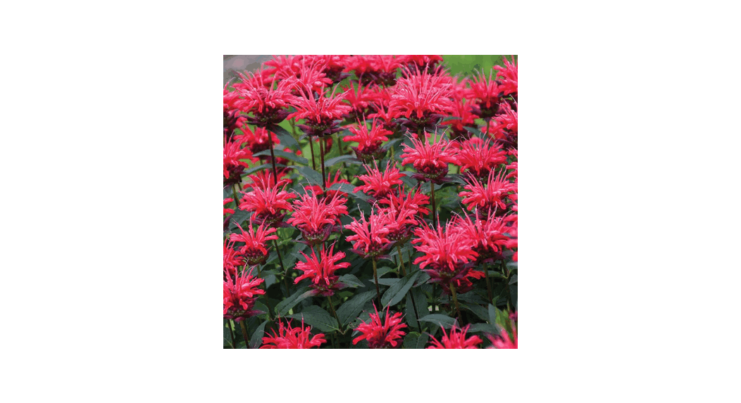 Cottage Farms Direct M89443 Monarda Judith's Bee Balm User Guide