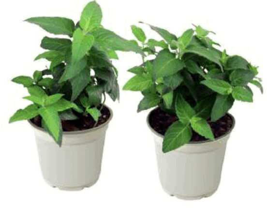 Cottage Farms DIRECT M89443 Monarda Judith's Bee Balm