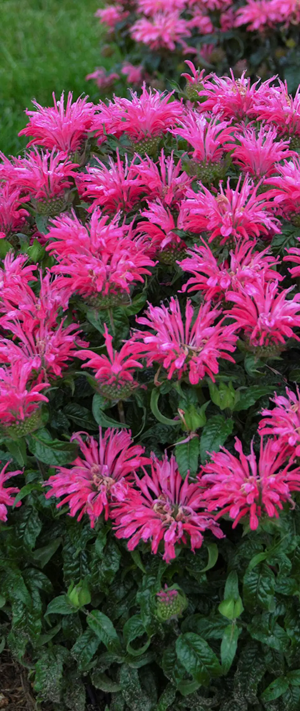 Cottage Farms DIRECT M89443 Monarda Judith's Bee Balm